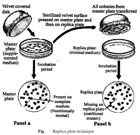 replica plate cloth disposal|how to copy plate plate.